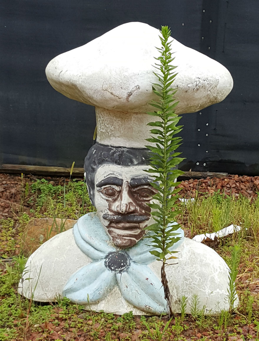 4 chef figure robertsdale