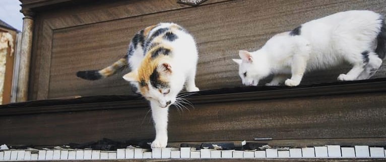 didizizi ジャケット　cat didizizi ジャケット cat didizizi（ディディジジ）の「ネコ